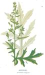 Mugwort