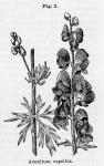 Fig. 002. Aconitum napellus.