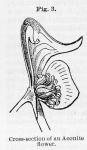 Fig. 003. Cross-section of an Aconite flower.