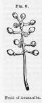 Fig. 006. Fruit of Actaea alba.