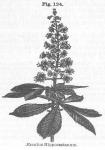 Fig. 134. Aesculus hippocastanum.