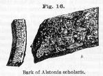 Fig. 016. Bark of Alstonia scholaris.