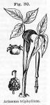 Fig. 030. Arisaema triphyllum.