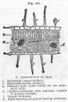 Fig. 040. I. Cross-section of Leaf.