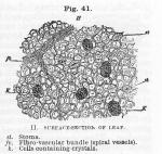 Fig. 41. II. Surface-section of leaf.