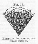 Fig. 043. Horn-like Belladonna root