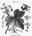 Fig. 050. Bryonia dioica.