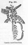 Fig. 060. Cassia marilandica.