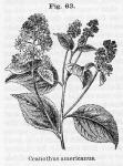 Fig. 63. Ceanothus americanus.