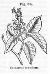 Fig. 064. Celastrus scandens.