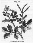 Fig. 67. Chelidonium majus.