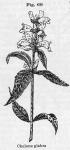 Fig. 68. Chelone glabra.