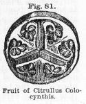 Fig. 081. Fruit of Citrullus Colocynthis.