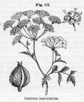 Fig. 082. Conium maculatum.