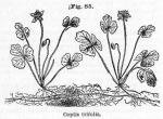 Fig. 085. Coptis trifolia.