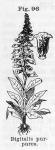 Fig. 096. Digitalis purpurea.