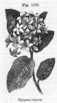 Fig. 103. Epigaea repens.