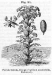 Fig. 031. Ferula foetida, Bunge