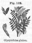 Fig. 122. Glycyrrhiza glabra.