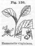 Fig. 126. Hamamelis virginiana.