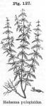 Fig. 127. Hedeoma pulegioides.