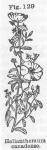 Fig. 129. Helianthemum canadense.