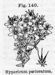 Fig. 140. Hypericum perforatum.