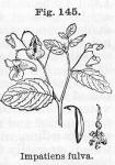 Fig. 145. Impatiens fulva.