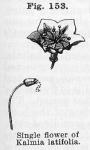 Fig. 153. Single flower of Kalmia latifolia.