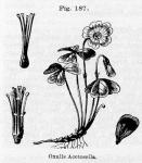 Fig. 187. Oxalis Acetosella.