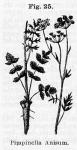 Fig. 025. Pimpinella Anisum.