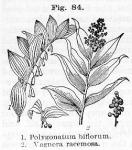 Fig. 084. 1. Polygonatum biflorum. 2. Vagnera race...