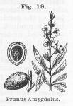 Fig. 019. Prunus Amygdalus.