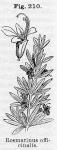 Fig. 210. Rosmarinus officinalis.