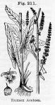 Fig. 211. Rumex acetosa.