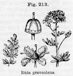 Fig. 213. Ruta graveolens.