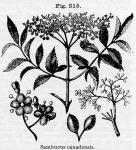 Fig. 215. Sambucus canadensis.