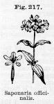 Fig. 217. Saponaria officinalis.