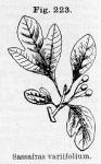 Fig. 223. Sassafras variifolium.