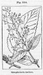 Fig. 224. Scrophularia nodosa.