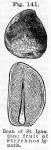 Fig. 141. Bean of St. Ignatius; fruit of Strychnos...