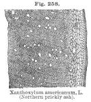 Fig. 258. Xanthoxylum americanum L.