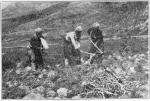 Turks digging licorice. Old roman highway in backg...