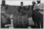 Baling licorice for export.