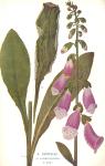 09. Digitalis.