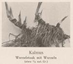 Madaus Bild Acarus Calamus 1