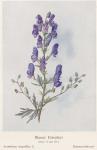 Madaus Bild Aconitum Napellus