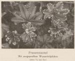 Madaus Bild Alchemilla Vulgaris 1