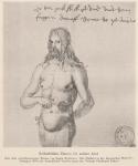 Madaus Bild Chelidonium Majus Durer