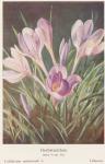 Madaus Bild Colchicum Autumnale